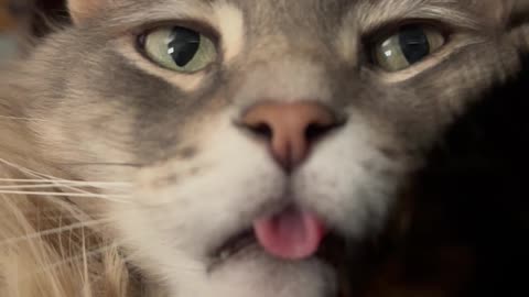 Omg! Taco blep!