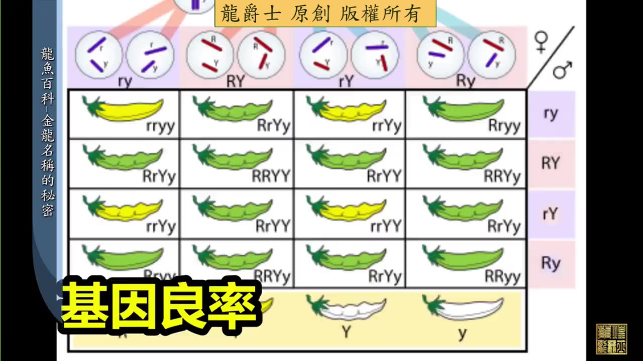 【龍爵士】龍魚百科 金龍名稱的秘密