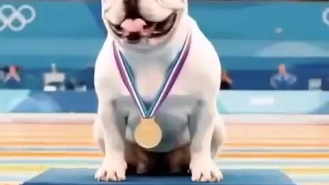 Dogs perform spectacular acrobatic dives