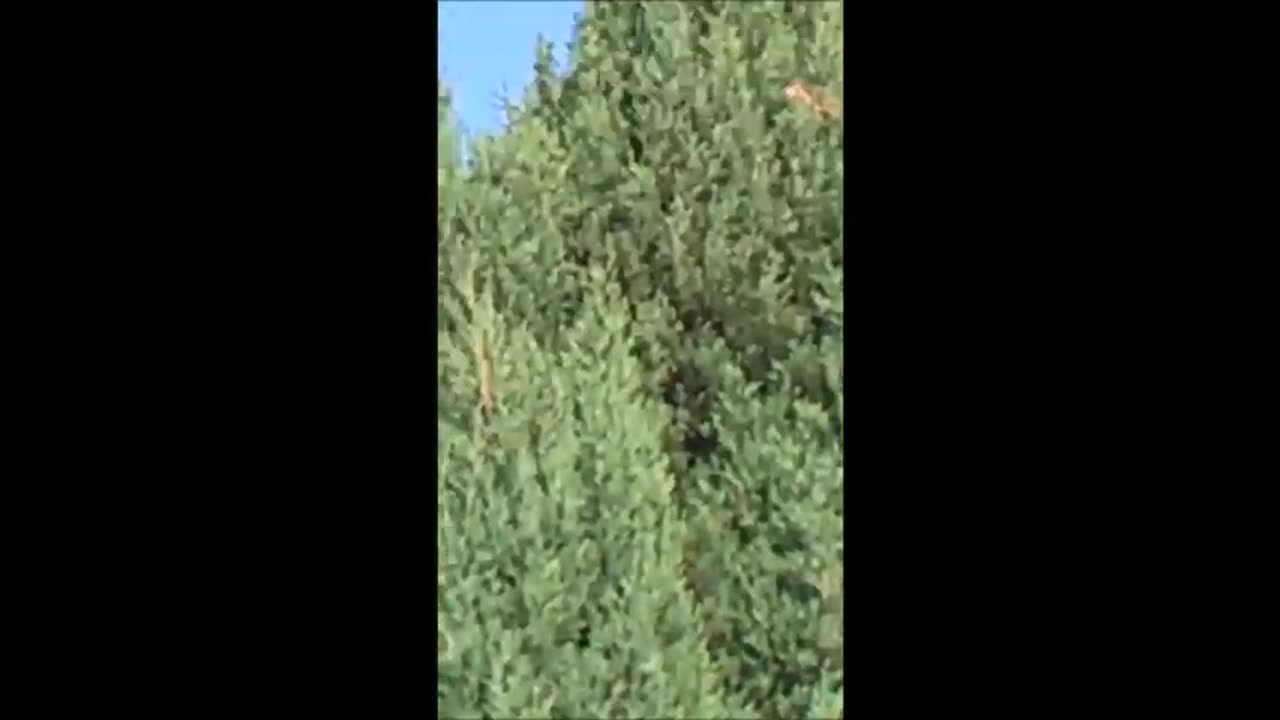 En promenant son chien, cet homme a trouvé une sphère métallique flottant dans les champs