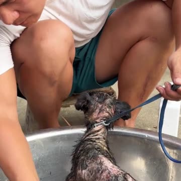 We Rescued This Nearly Dead Angel from the Trash 😢🐾