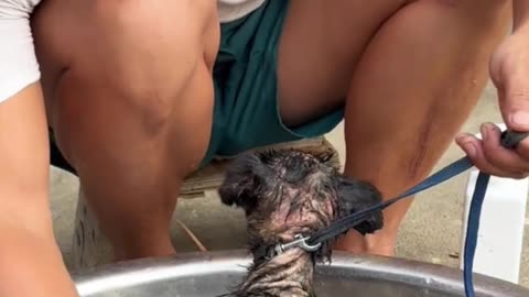 We Rescued This Nearly Dead Angel from the Trash 😢🐾
