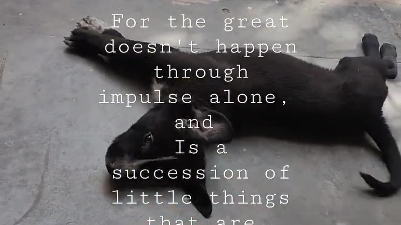 Unconditional Love from Dogs