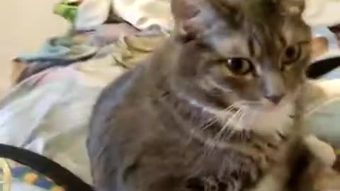 Cat goofing around