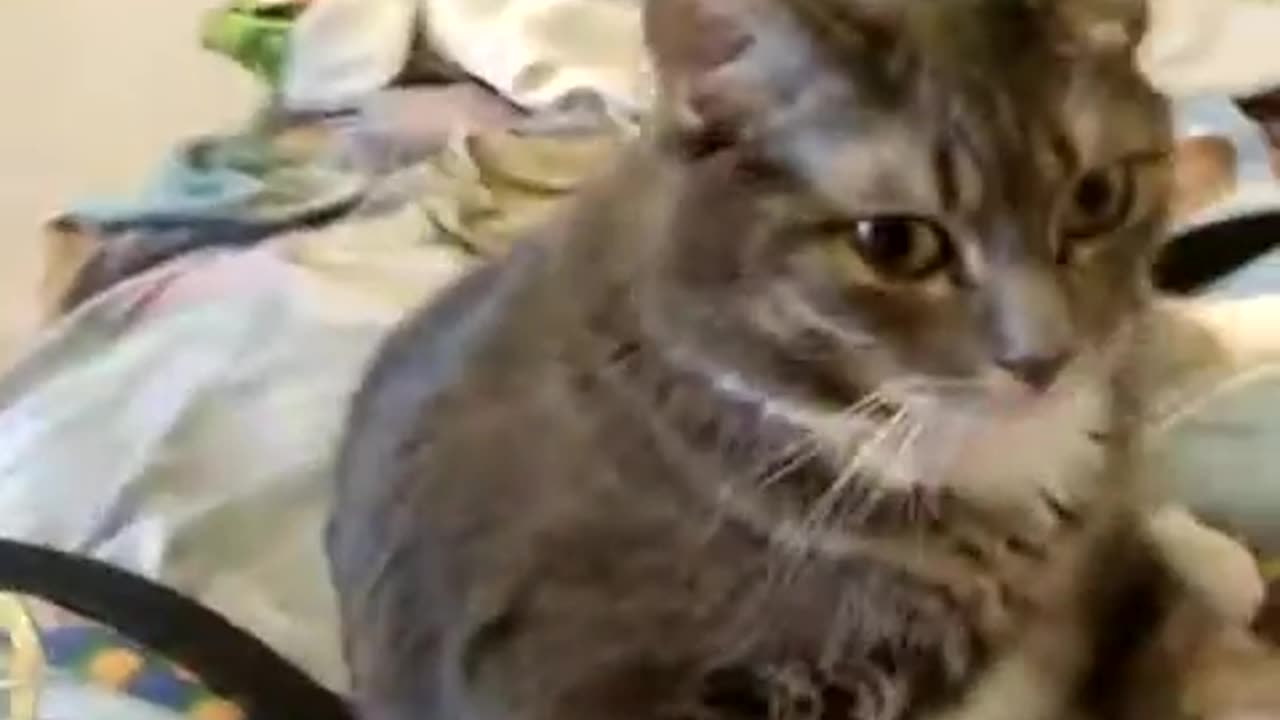 Cat goofing around
