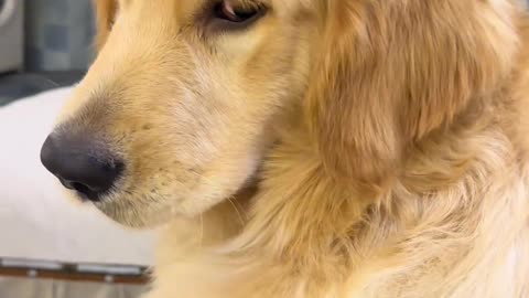 The rebellious dog