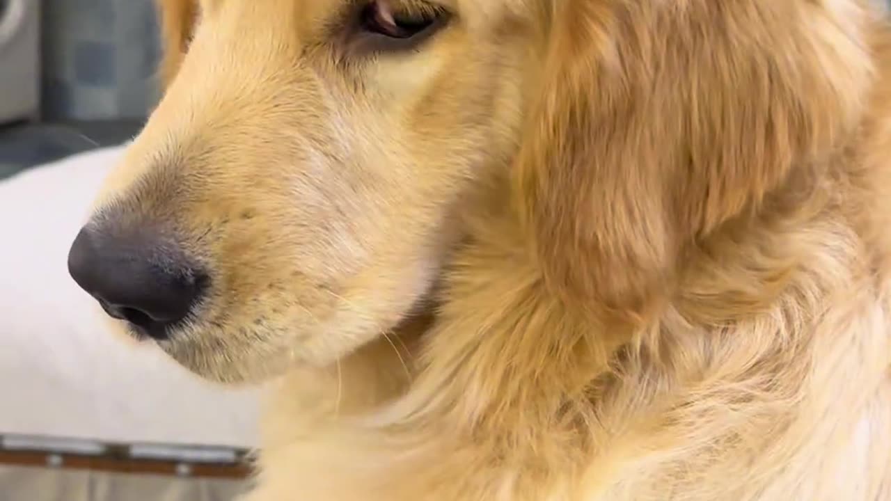 The rebellious dog