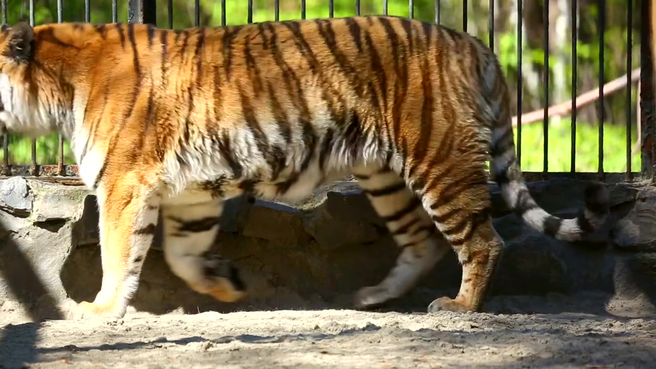 Tiger walking inside a cage