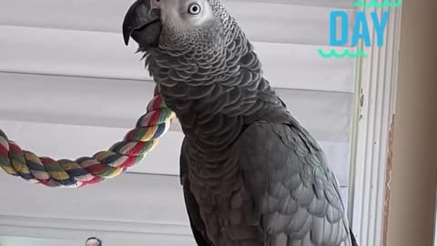 parrot says it's hot lets go to the pool 😂🦜🌊 coolest bird ever