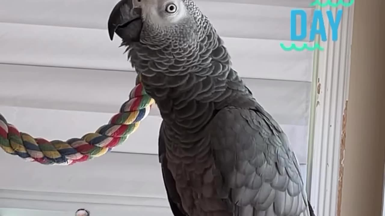 parrot says it's hot lets go to the pool 😂🦜🌊 coolest bird ever