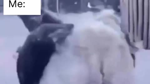 😂🐶 Dog's Reaction to Pain Is Priceless! | FunFM