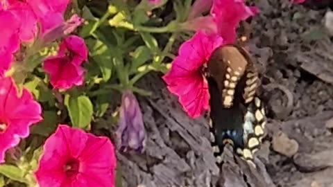 Random Butterfly Spawn produces Incredibly Rare Astonishingly beautiful American Butterfly