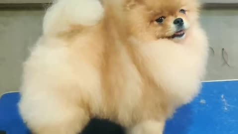 Grooming Session