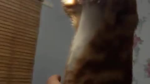 Cat Swinging From a Light - YouTube