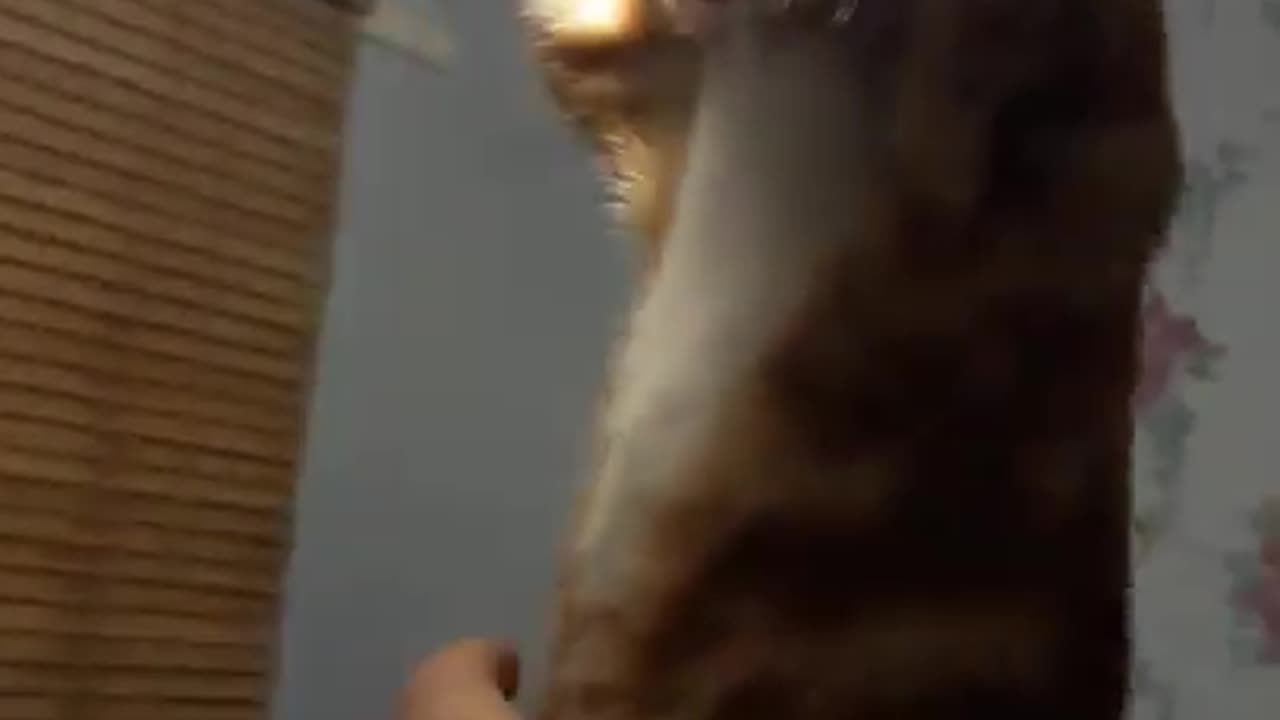 Cat Swinging From a Light - YouTube