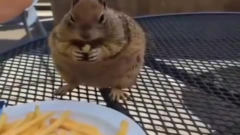 Squirrel core