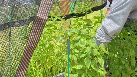 Holy basil harvest