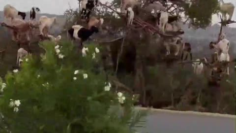 🤯✨ Goats Climbing Trees to Eat Leaves! Nature's Amazing Adaptation | FeedMyCuriosity