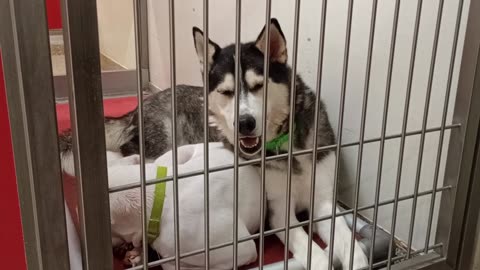 Hiker-husky-loving boy❤️4y A753462 Chickadee-white 11mos A875923 kennel 152 PACC shelter2025821454