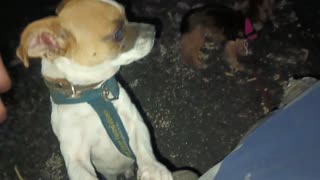 Villanova Rayo Day walk cause Rayo still very scared of me will run away Securely leashed20251028658