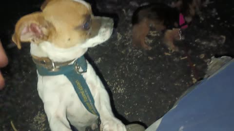 Villanova Rayo Day walk cause Rayo still very scared of me will run away Securely leashed20251028658