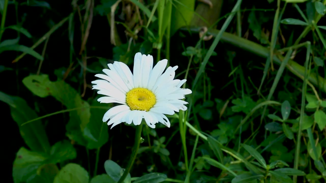 Flower garden in Nuwara eliya Sri Lanka