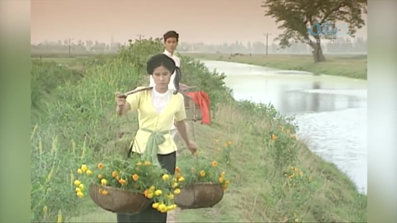 Đưa Em Tìm Động Hoa Vàng - Thơ - Phạm Thiên Thư, Nhạc - Phạm Duy - Duy Quang