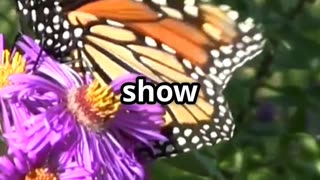🦋✨ The Amazing Journey of Monarch Butterflies – Nature’s 3,000 Mile Navigators! 🌍🌼