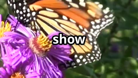 🦋✨ The Amazing Journey of Monarch Butterflies – Nature’s 3,000 Mile Navigators! 🌍🌼