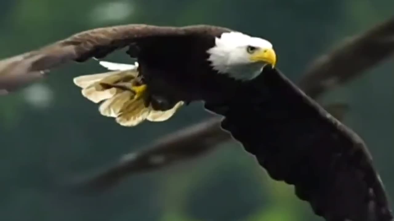 BE FREE EAGLE