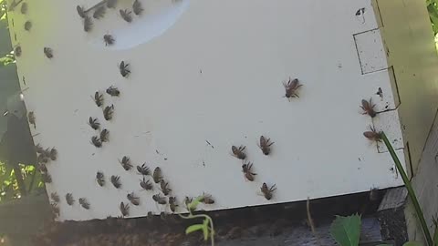 Bees on a Monday Afternoon