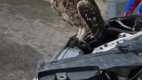 Owl Flies Out Of Car Engine