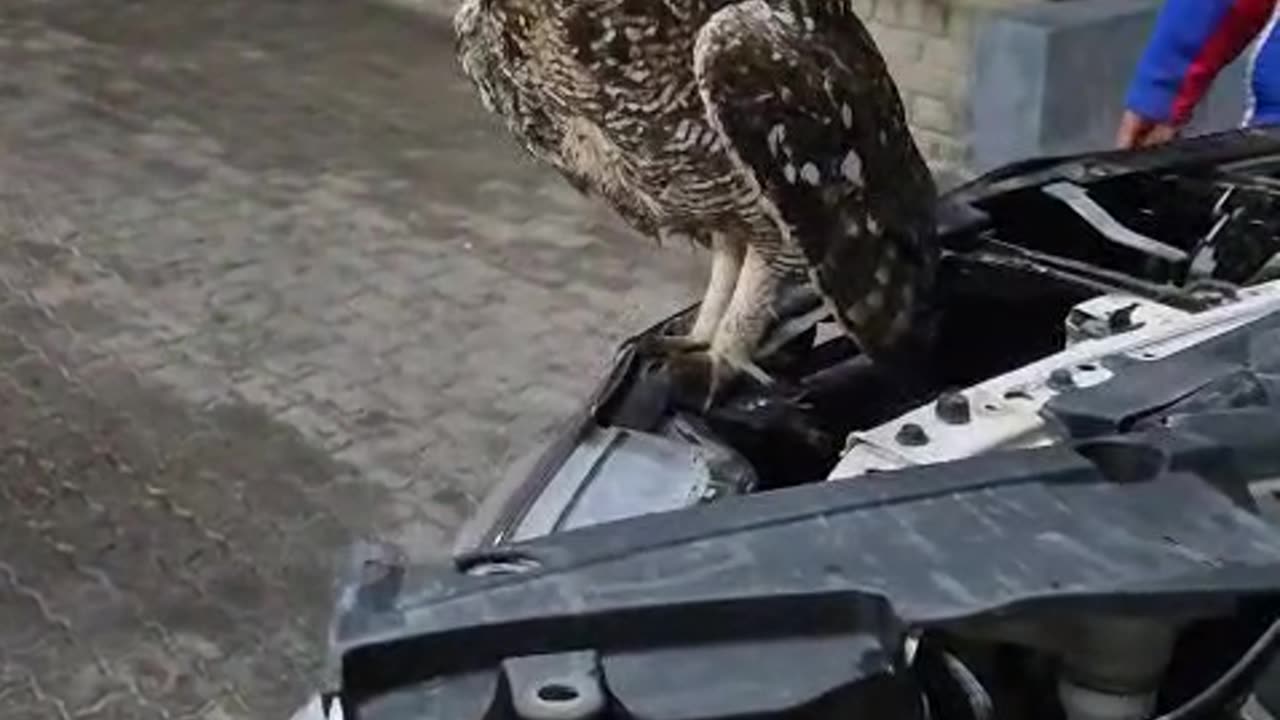 Owl Flies Out Of Car Engine