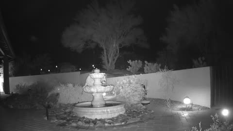 Damn racoon bent the fountain screen
