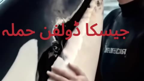 jessica radcliffe orca attack #jassica #viral #shorts #viralvideo