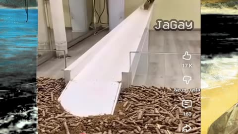 Just shorts videos - Follow 😜😋!!!!!!!