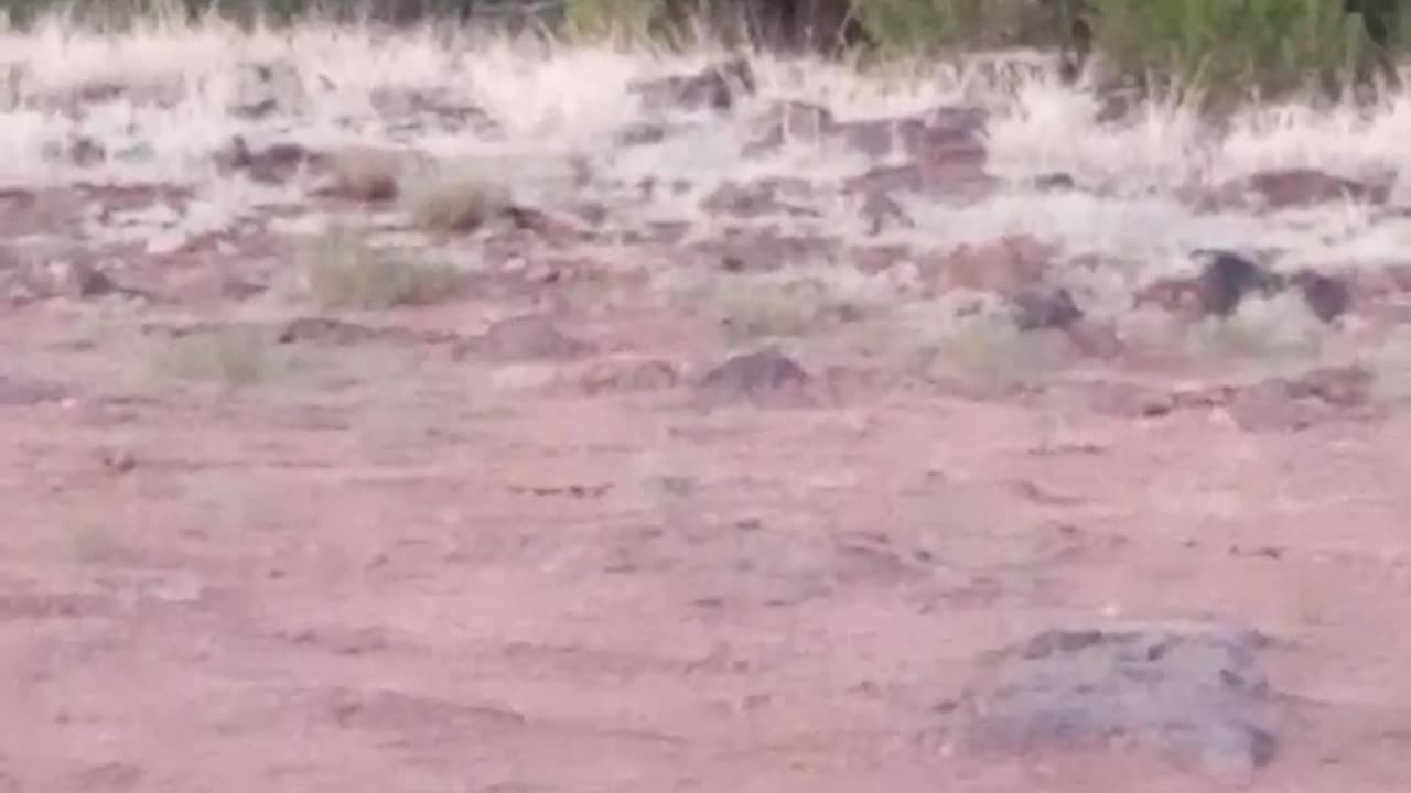 A Giant Buck June/25/2025