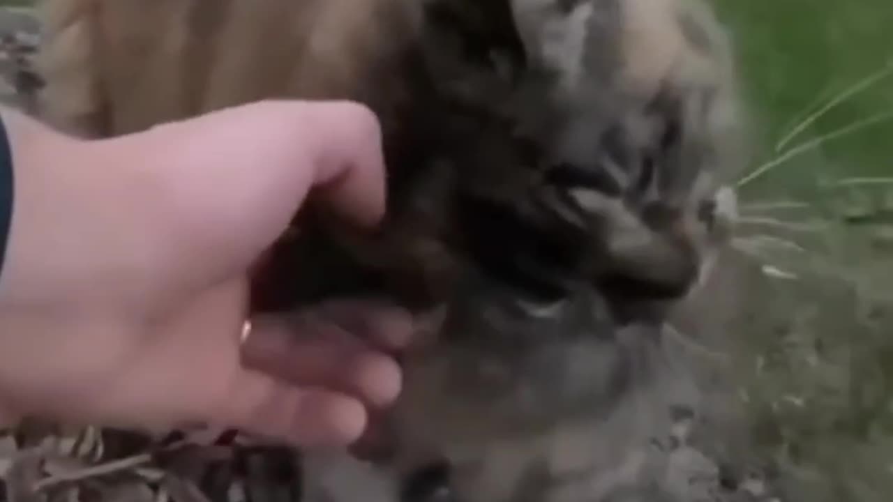 Cat vs Furniture | Hilarious Stuck Moments 🐾🔥
