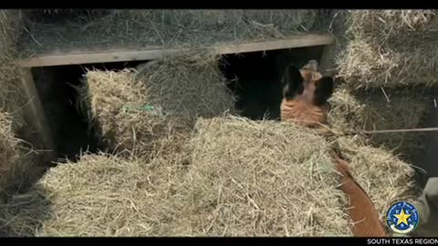 Not Clever Enough: Human Traffickers Busted Smuggling Illegals Under Hay Bales