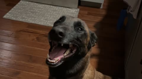 Tripod Pup Can't Stop Grinning After Too Many CBD Treats