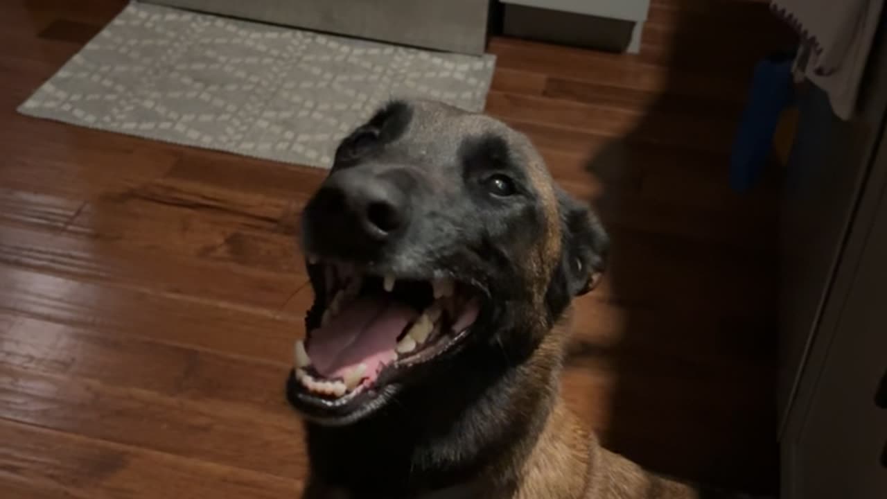 Tripod Pup Can't Stop Grinning After Too Many CBD Treats