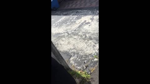 Bogus HCE collecting imaginary debt backed by corrupt police Part 3