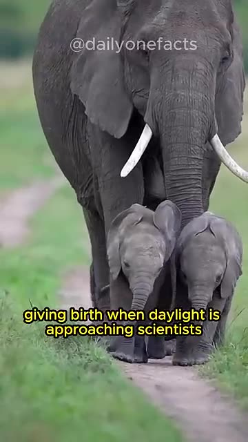 *"Elephant Defends Itself Against a Powerful Threat!"*