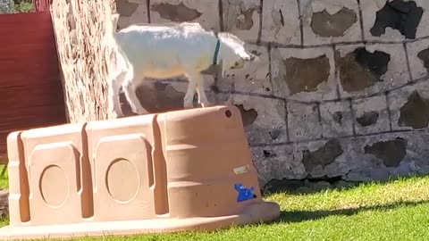 Hilarious Funny Almost Made It! 😂😆 Epic Caught on Camera Moments You Won’t Believe! 💖🤣
