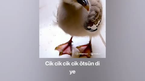 🎵 🐤Yavru Martı #YavruKus şarkısı 🎵 Baby #Seagull #Civciv 🎵