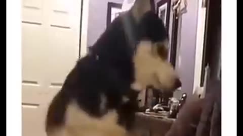 😂 Funny Animal Videos That Will Make Your Day 🐶🐱🤣