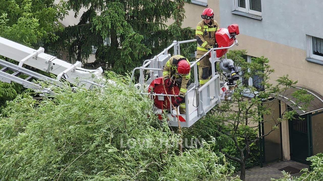 Oberwana gałąź na osiedlu Na Skarpie w Toruniu