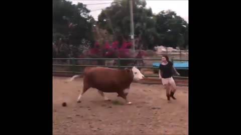 Funny cows