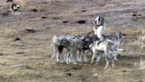 PARK YELLOWSTONE dokument pl