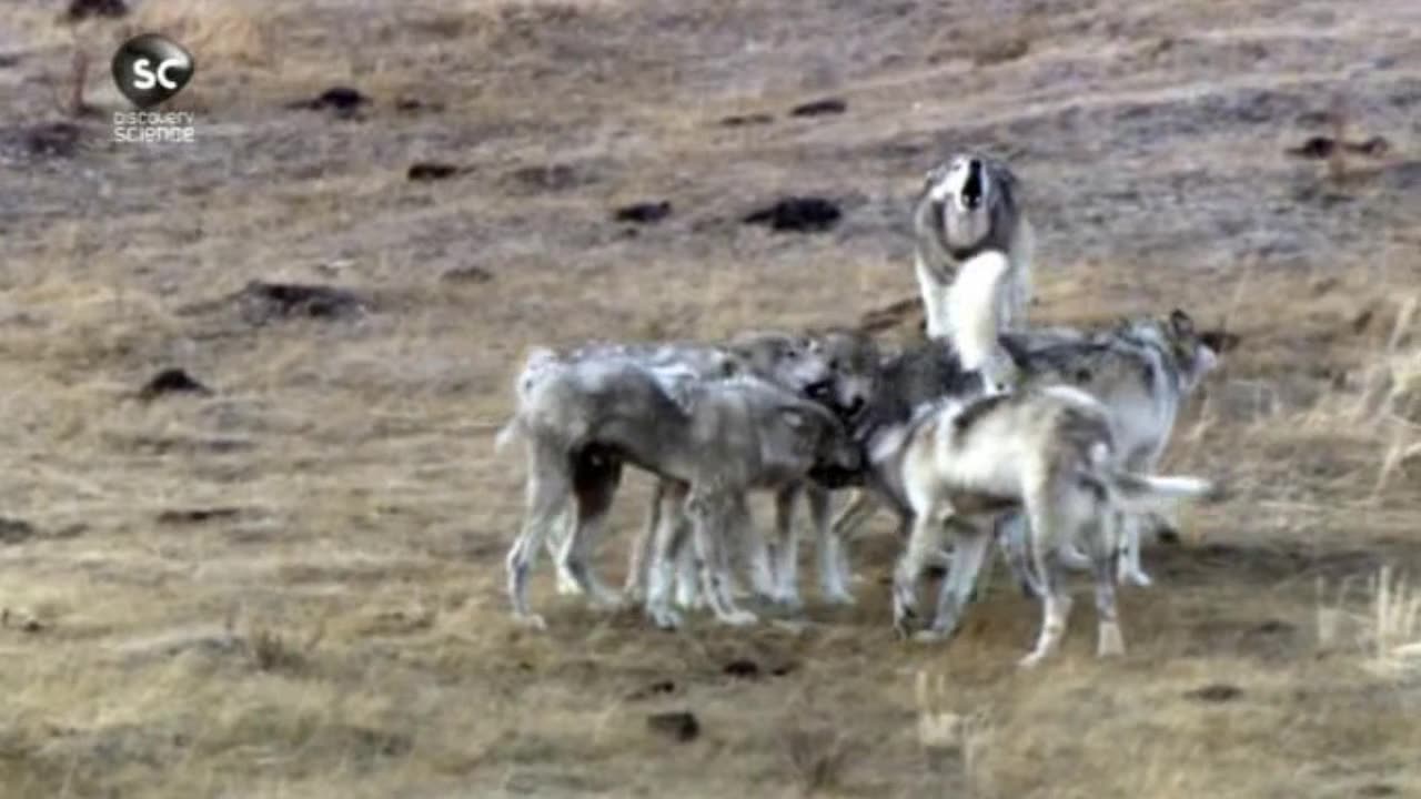 PARK YELLOWSTONE dokument pl